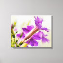 Buscar púr arte Morado