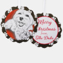 Buscar yorkie poo Perro