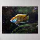 Buscar peces de agua salada posters Naturaleza