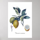 Buscar lemon arte Para ellos