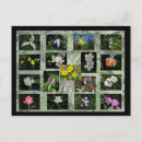 Buscar flores silvestres postales Plantas