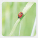 Buscar ladybug cuadradas pegatinas Rojo