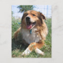 Buscar nicholas postales Perro