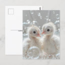 Buscar de bebés postales General y unisex