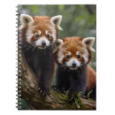 Buscar osos panda del oficina escuela Bebé