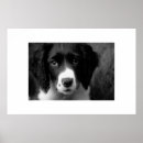 Buscar putas posters Cachorro
