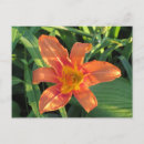 Buscar tiger postales Tigre