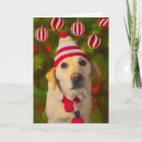 Buscar labrador tarjetas Tarjeta de perro