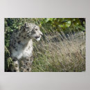 Buscar snow leopard arte Animal