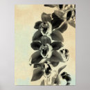 Buscar photography posters Botanical
