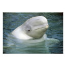 Buscar ballena beluga posters Blanco