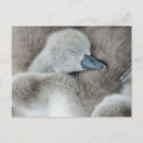 Buscar cisne lindo postales Pájaro