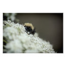 Buscar abeja reina posters 4 º bicho