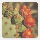 Buscar sonora pegatinas Cactus