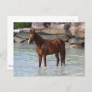 Buscar caballo árabe postales Semental