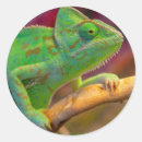 Buscar camaleón pegatinas Lagarto