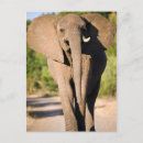 Buscar elefante africano postales Imagen en color
