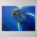 Buscar mamíferos marinos posters Ballenas