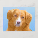 Buscar recuperación postales Perro
