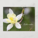 Buscar columbine postales Colorado