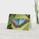 Buscar mariposa azul del morpho postales Insecto