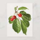 Buscar cereza postales Vintage