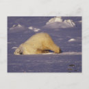 Buscar gulin del darrell postales Fauna