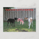 Buscar cadenas postales Animal