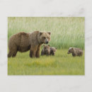Buscar ursus Animal salvaje