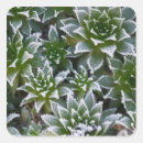 Buscar gallinas pegatinas Verde