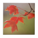 Buscar otoño azulejos Rojo