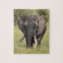 Buscar elefante africano puzzles Naturaleza