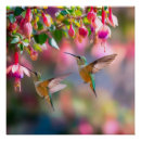Buscar fucsia posters General y unisex