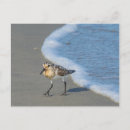 Buscar nueva vida postales Playa