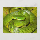 Buscar culebra postales Reptil