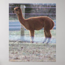 Buscar alpaca posters Animales