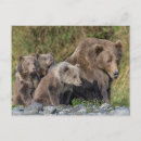 Buscar animal del bebé postales Oso