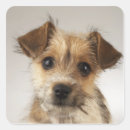 Buscar canis pegatinas Animal