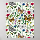 Buscar pequeñas flores blancas posters Margarita
