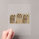 Buscar memes invitaciones Gato