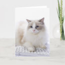 Buscar de ordenador tarjetas Gatos