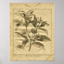 Buscar herbario posters Medicinal