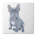 Buscar bulldog azulejos Bulldog francés gris