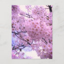Buscar sakura postales Flor de cerezo