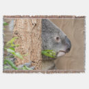 Buscar koala mantas Fauna de australia
