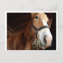 Buscar cara animal postales Caballo