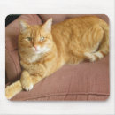 Buscar gato anaranjado alfombrillas de raton Lindo