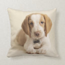 Buscar perrito del beagle cojines Perro