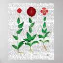 Buscar claveles posters Flores
