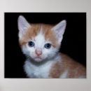 Buscar jengibre y blanco posters Naranja